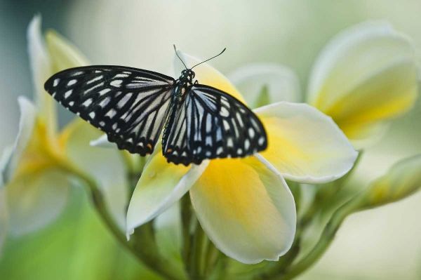 GA, Blue glassy tiger butterfly on flower